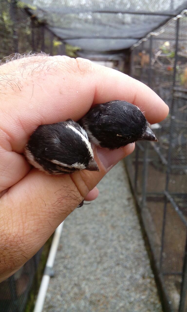 Damara Canary